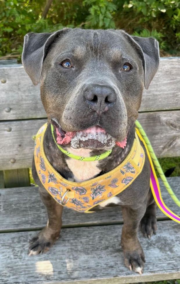 Lemmy is 4 years old, loves walks and the company of friends, but doesn't like other animals. His adoption fee has been completely sponsored. (COURTESY GRIFFIN POND ANIMAL SHELTER)