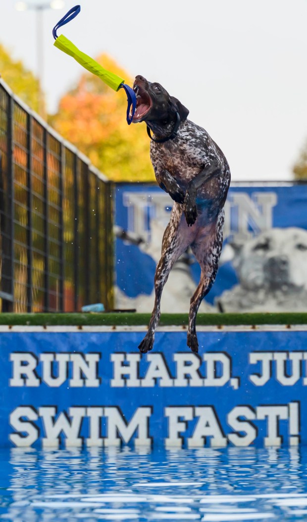 Luna, 2, jumps as owner Nikki O'Malley tosses a fetch toy in the water on Friday, Oct. 16, 2026, during Barktoberfest at Promenade Saucon Valley in in Upper Saucon Township. (April Gamiz/The Morning Call)