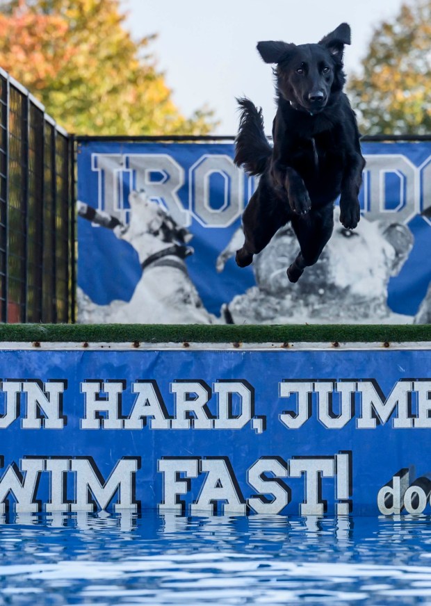Dolly Lama, 1, jumps into the water on Friday, Oct. 16, 2026, during Barktoberfest at Promenade Saucon Valley in in Upper Saucon Township. (April Gamiz/The Morning Call)