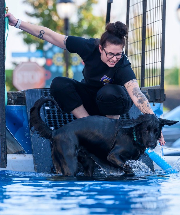 After her jump, Dolly Lama, 1, wants to play in the water as owner Jessica Surkin tries to get her up the ramp on Friday, Oct. 16, 2026, during Barktoberfest at Promenade Saucon Valley in in Upper Saucon Township. (April Gamiz/The Morning Call)