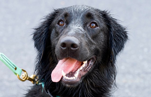 Dolly Lama, 1, is all smiles after her jump in the water on Friday, Oct. 16, 2026, during Barktoberfest at Promenade Saucon Valley in in Upper Saucon Township. (April Gamiz/The Morning Call)