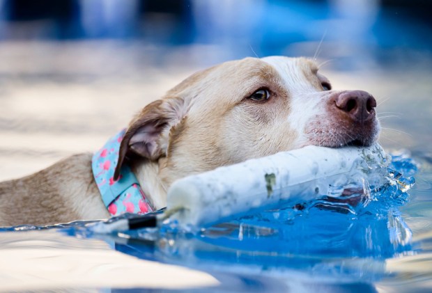Grayson, 5, swims in the water on Friday, Oct. 16, 2026, during Barktoberfest at Promenade Saucon Valley in in Upper Saucon Township. (April Gamiz/The Morning Call)