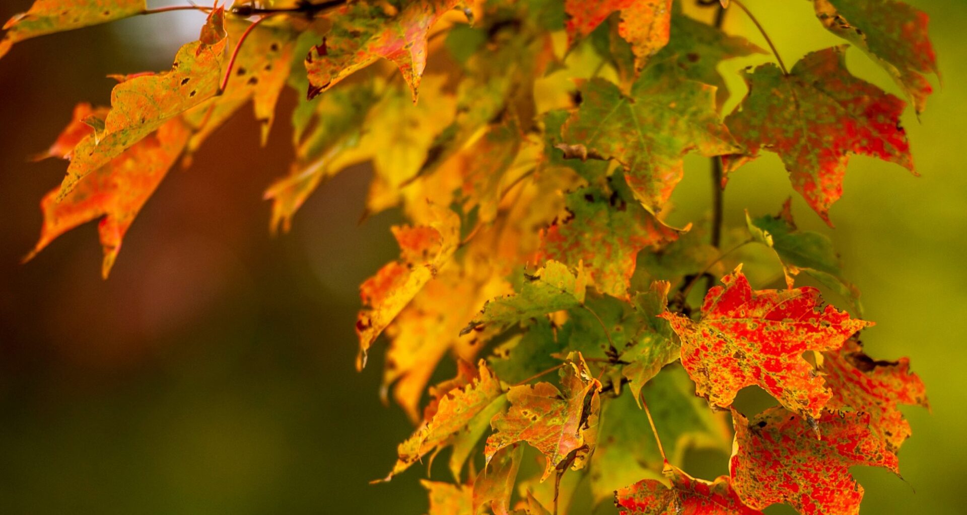 Where to see peak fall foliage in Pennsylvania