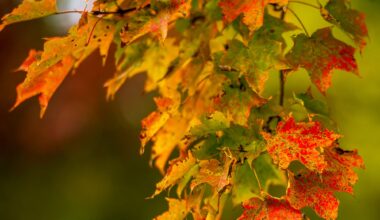 Where to see peak fall foliage in Pennsylvania