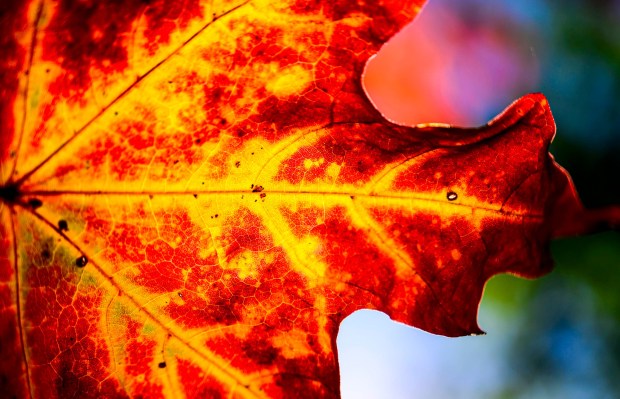 The autumn sun gives maple leaves a crimson glow Thursday, Oct. 15, 2026, in Bethlehem. (April Gamiz/The Morning Call)