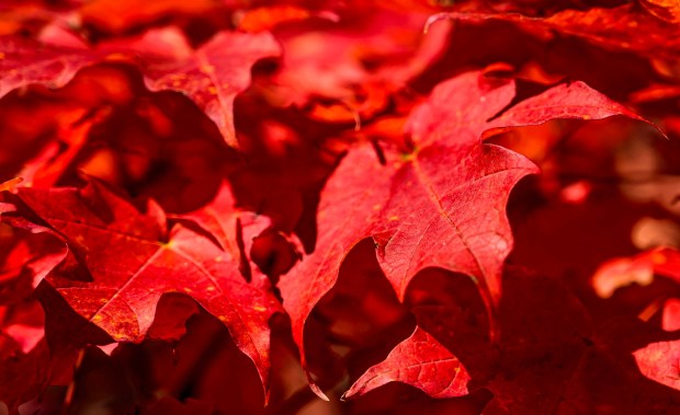 The autumn sun gives maple leaves a crimson glow Thursday, Oct. 15, 2026, in Bethlehem. (April Gamiz/The Morning Call)
