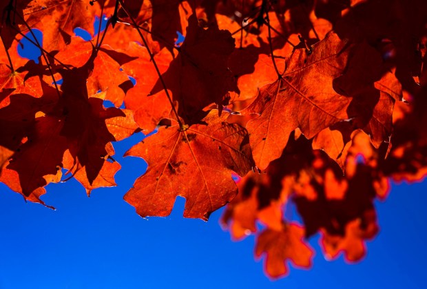The autumn sun gives maple leaves a crimson glow Thursday, Oct. 15, 2026, in Bethlehem. (April Gamiz/The Morning Call)