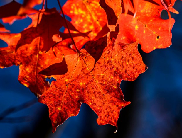 The autumn sun gives maple leaves a crimson glow Thursday, Oct. 15, 2026, in Bethlehem. (April Gamiz/The Morning Call)