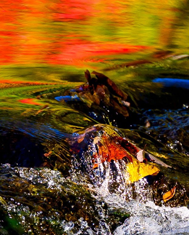 Colorful leaves glow in the autumn sun Thursday, Oct. 15, 2026, reflecting in the Monocacy Creek at Illick's Mill Park in Bethlehem. (April Gamiz/The Morning Call)