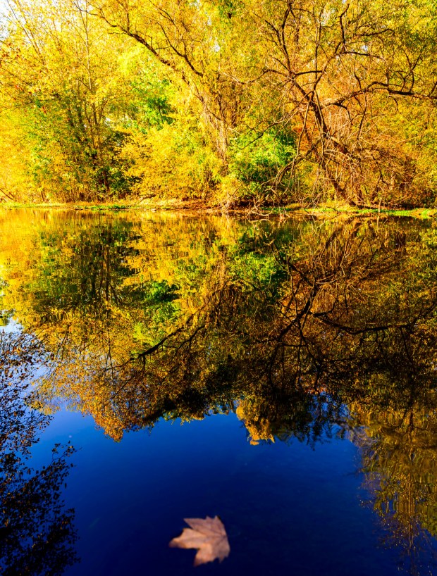 Colorful leaves glow in the autumn sun Thursday, Oct. 15, 2026, reflecting in the Monocacy Creek at Illick's Mill Park in Bethlehem. (April Gamiz/The Morning Call)