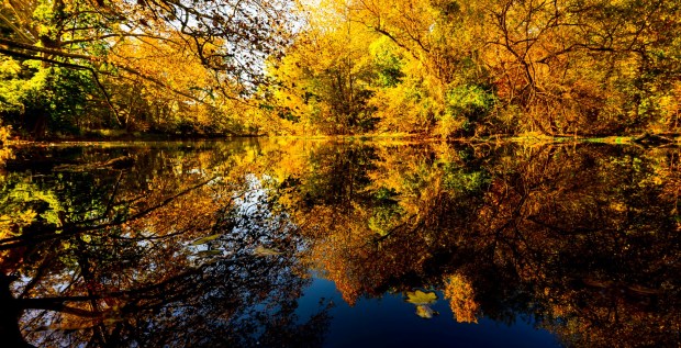 Colorful leaves glow in the autumn sun Thursday, Oct. 15, 2026, reflecting in the Monocacy Creek at Illick's Mill Park in Bethlehem. (April Gamiz/The Morning Call)
