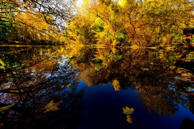Colorful leaves glow in the autumn sun Thursday, Oct. 15, 2026, reflecting in the Monocacy Creek at Illick's Mill Park in Bethlehem. (April Gamiz/The Morning Call)