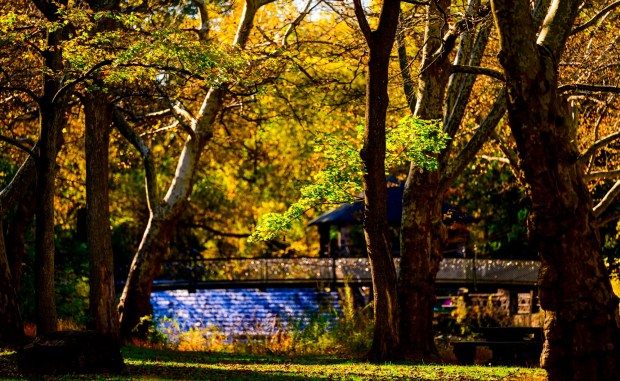 Colorful leaves seem to glow in the autumn sun Thursday, Oct. 15, 2026, at Illick's Mill Park in Bethlehem.(April Gamiz/The Morning Call)
