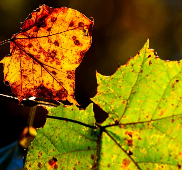 Colorful leaves seem to glow in the autumn sun Thursday, Oct. 15, 2026, at Illick's Mill Park in Bethlehem.(April Gamiz/The Morning Call)