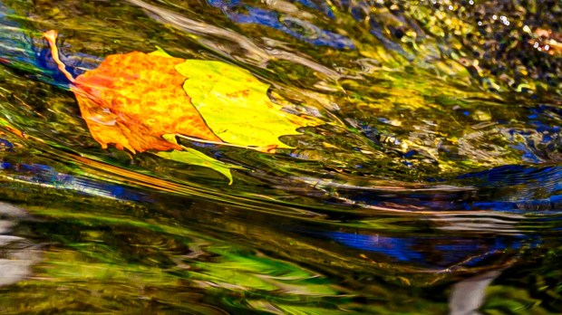 Colorful leaves glow in the autumn sun Thursday, Oct. 15, 2026, reflecting in the Monocacy Creek at Illick's Mill Park in Bethlehem. (April Gamiz/The Morning Call)