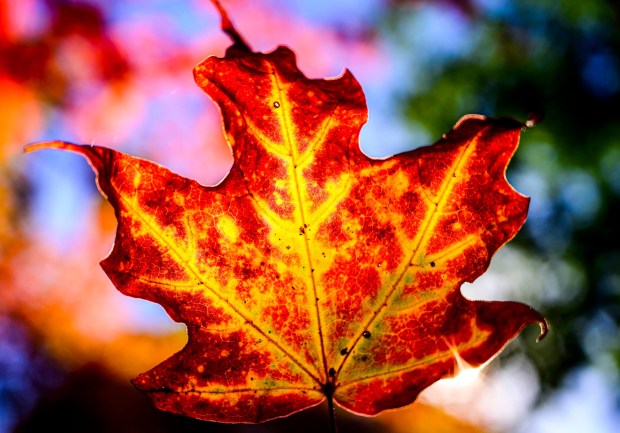 The autumn sun gives maple leaves a crimson glow Thursday, Oct. 15, 2026, in Bethlehem. (April Gamiz/The Morning Call)