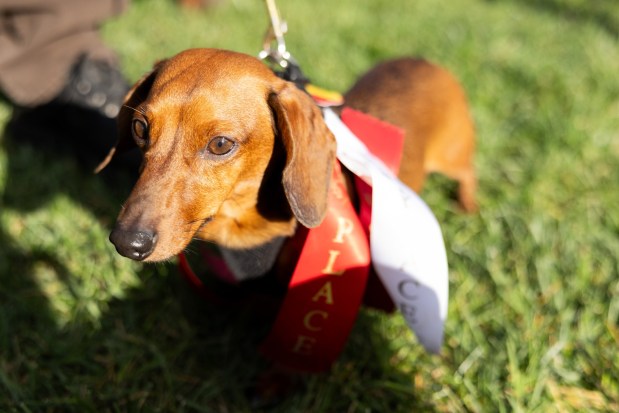 People enjoy the wiener dog races Saturday, Oct. 3, 2026, during Oktoberfest at SteelStacks in Bethlehem. The annual festival continues Oct. 9-11, 2026. (Mackenzie McGovern/Special to The Morning Call)
