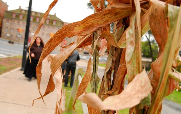 BETHLEHEM- Event Planner Bettina Castagno,left, of Bethlehem, in the background looks at the clusters of corn stalks attached to a wooden post on Main Street in downtown Bethlehem. The fall themed decorations are displayed for the 1st annual Harvest Fest on Saturday, Oct 7, 2006. The event will include music, carriage rides, beer and wine tasting of Pennsylvania Breweries and Wineries. (APRIL BARTHOLOMEW/Special To/TMC) NONE stand alone ***** Information from print: HARVEST FESTIVAL --- Soup, pie, beer, wine in Bethlehem, Page 3 ***** Headline: TOP THREE: PLACES TO GO ** 1 - HARVEST FESTIVAL (10/7/11) *****