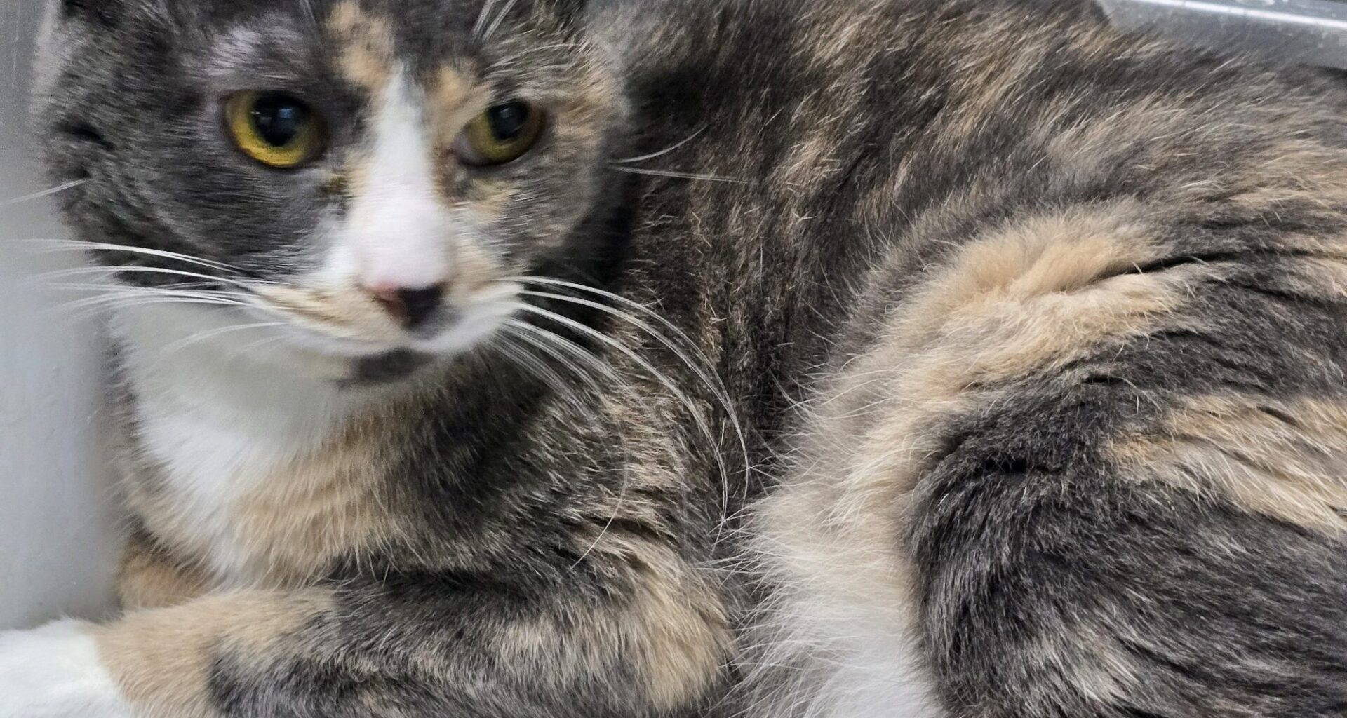 Spotlight on adoptable pets in the Lehigh Valley