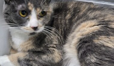 Spotlight on adoptable pets in the Lehigh Valley
