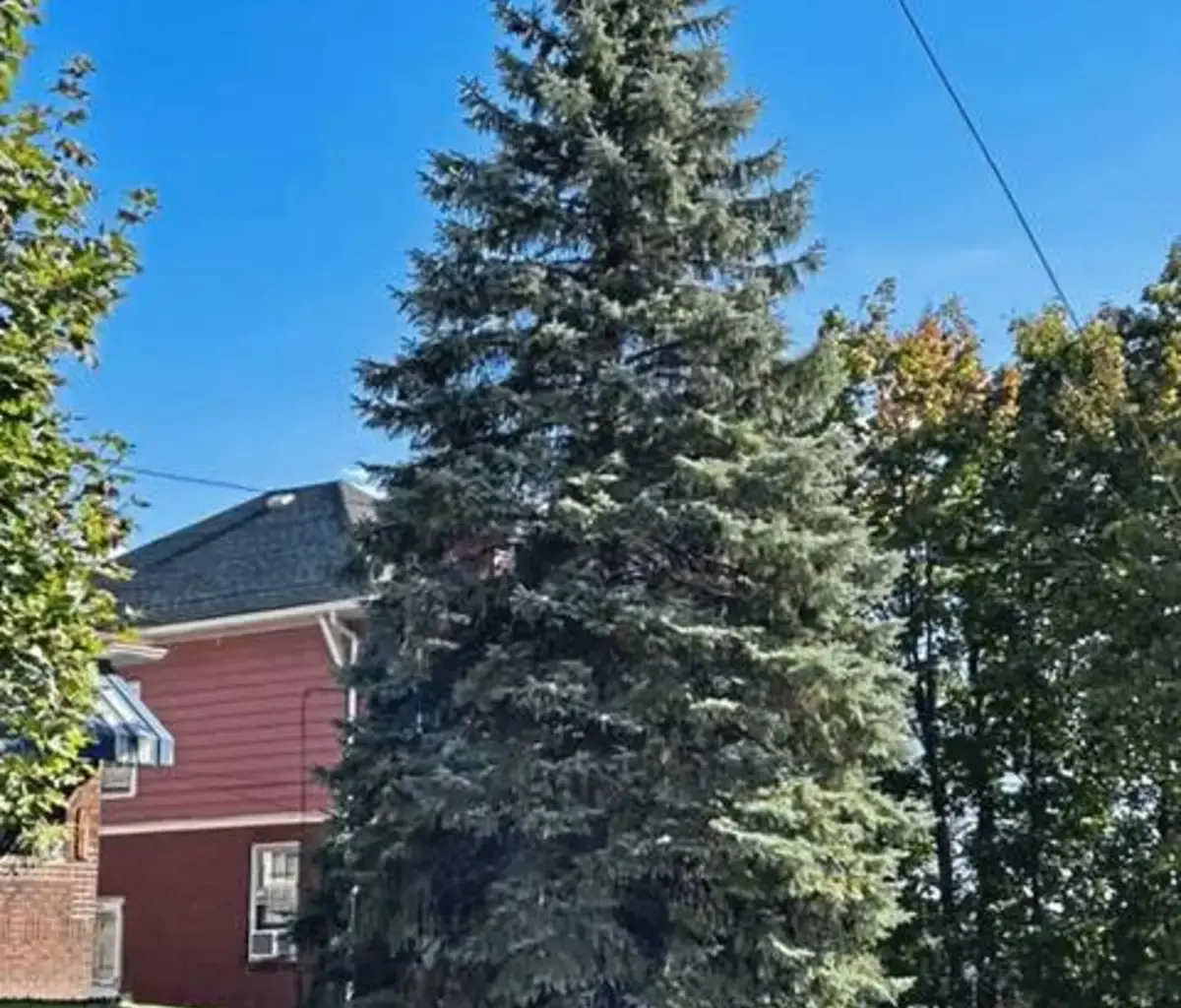 Pittsburgh’s official Christmas tree chosen for 2026