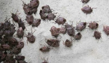 Why you're seeing an increase in stink bugs around Pittsburgh
