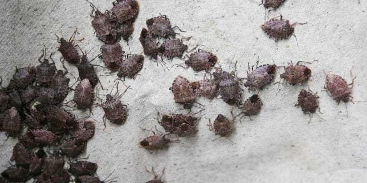 Why you're seeing an increase in stink bugs around Pittsburgh