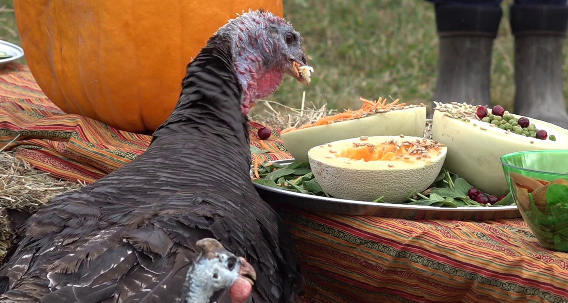 Gobble, Gobble, Give Back! Turkeys get their own Thanksgiving feast at Lackawanna County sanctuary