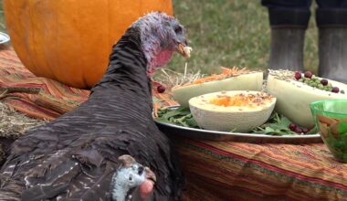 Gobble, Gobble, Give Back! Turkeys get their own Thanksgiving feast at Lackawanna County sanctuary
