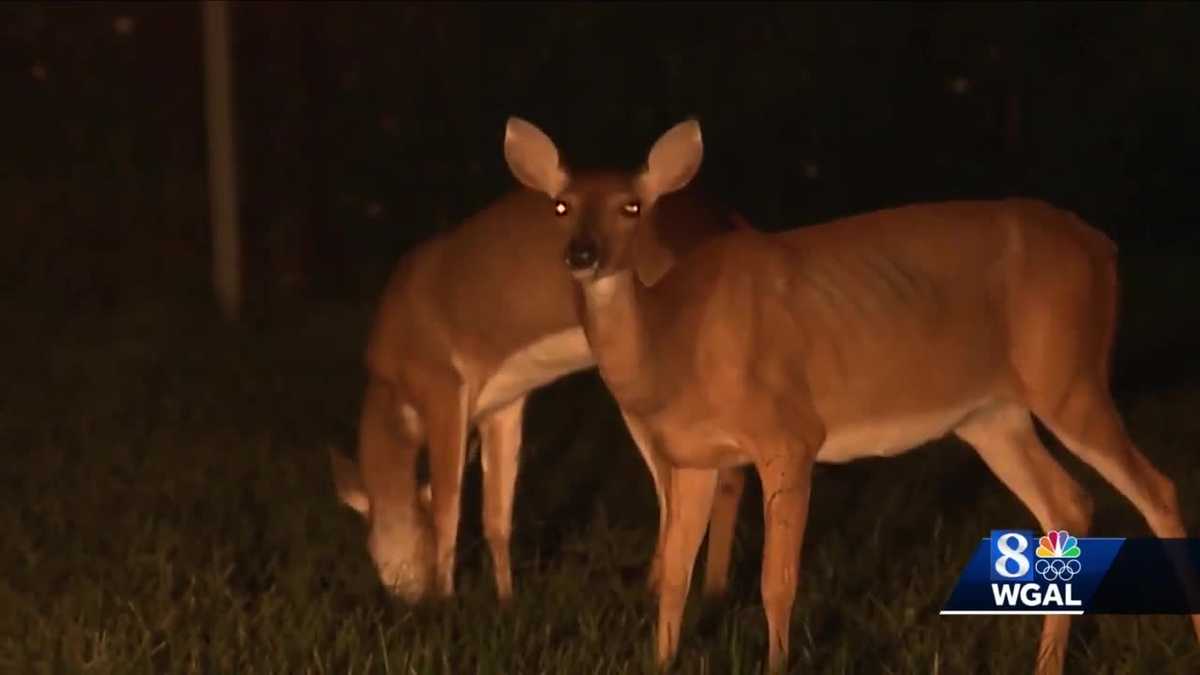 Pennsylvania Game Commission urges drivers to stay alert as deer activity peaks