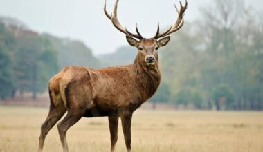 Younger hunters can shoot deer in Erie County