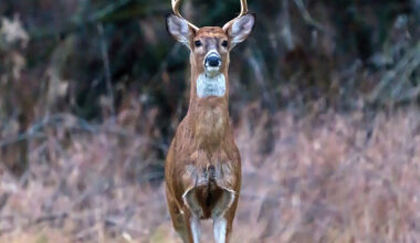 Game commission confirms EHD found in western Pennsylvania deer