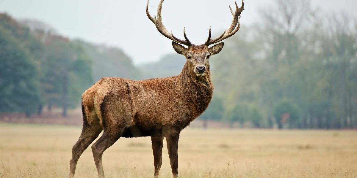 Younger hunters can shoot deer in Erie County