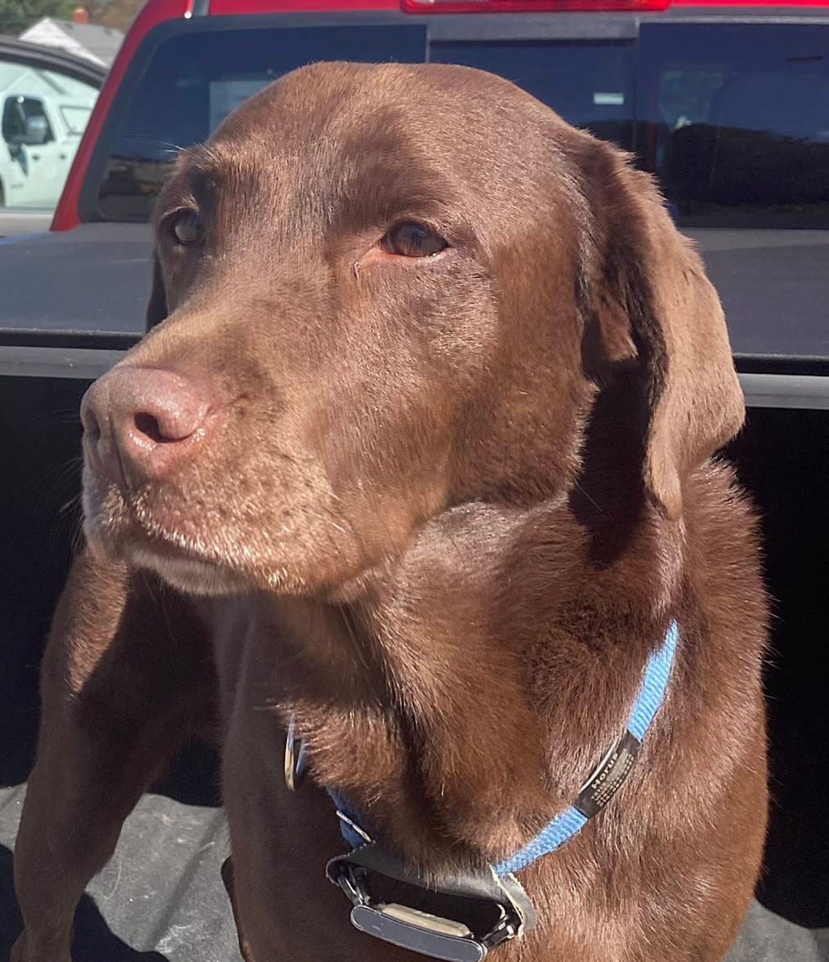 Horus, a 5-year-old Labrador retriever trained to sniff out accelerants, has aided the Erie Bureau of Fire in a number of fire investigators and has served as an ambassador of sorts for the City of Erie and its fire bureau since he came to the city in late 2022. Horus is retiring Oct. 16 along with his partner, Fire Marshal Adam Gatti.