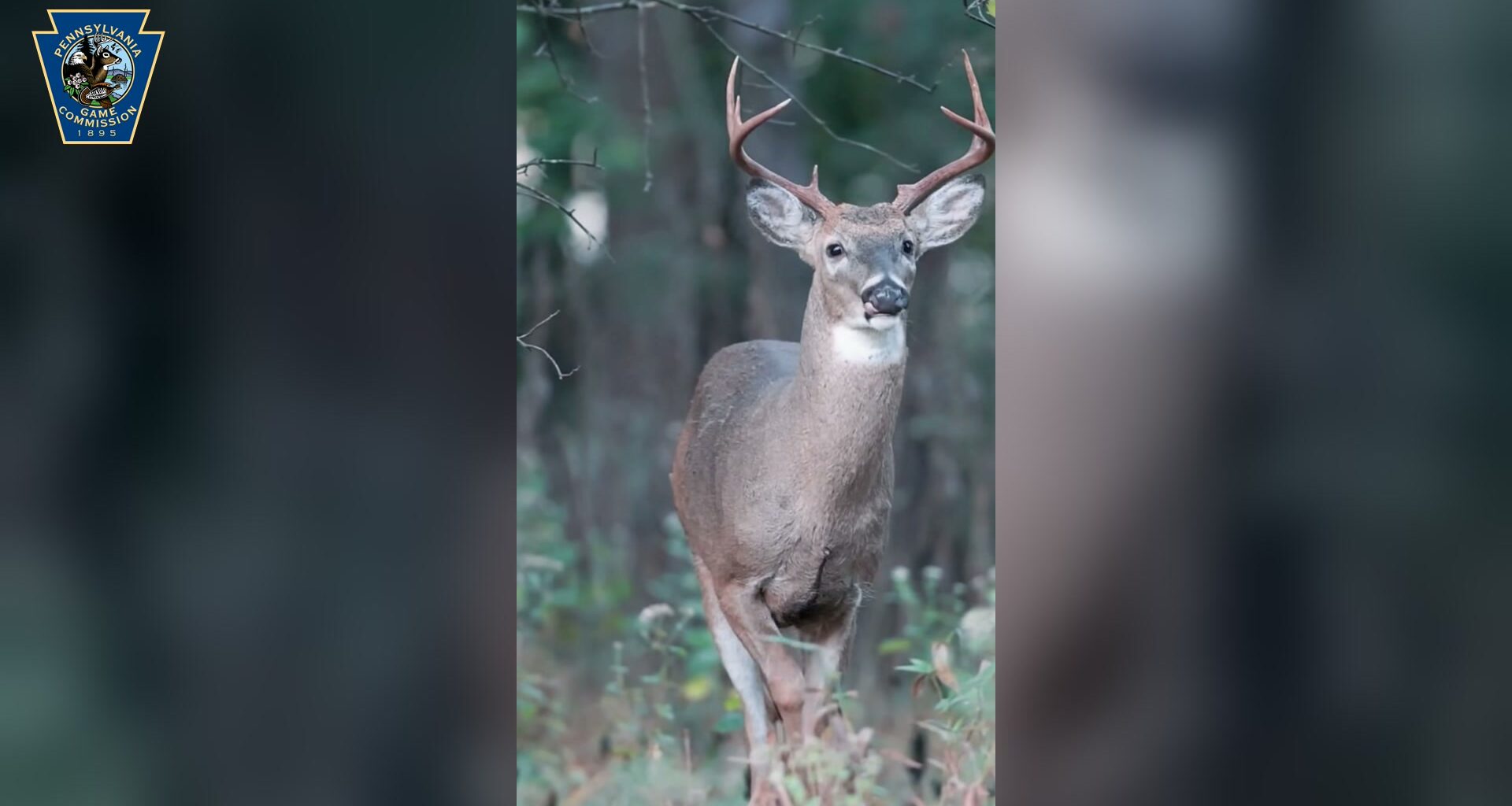 Pennsylvania archery deer season opens with 12 huntable Sundays, new CWD carcass rules