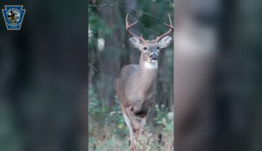 Pennsylvania archery deer season opens with 12 huntable Sundays, new CWD carcass rules