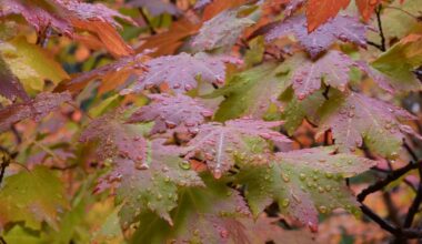 Pittsburgh Weather: Isaias brings rain to region by late Saturday evening