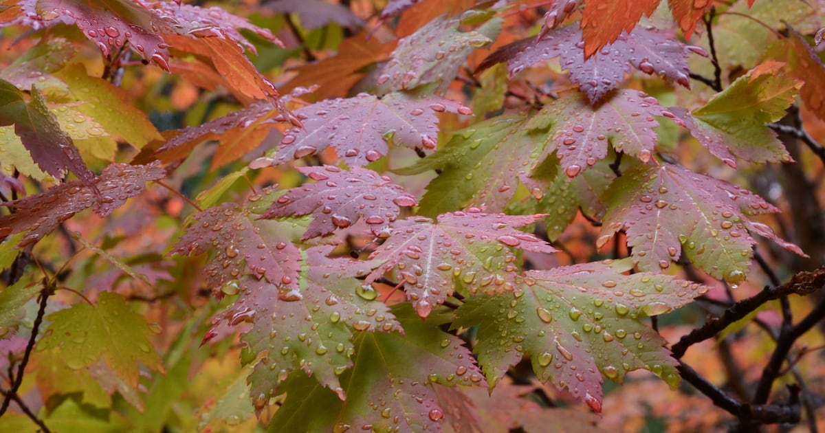 Pittsburgh Weather: Isaias brings rain to region by late Saturday evening