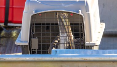 2 pelicans rescued after escaping their enclosure at the Pittsburgh Zoo
