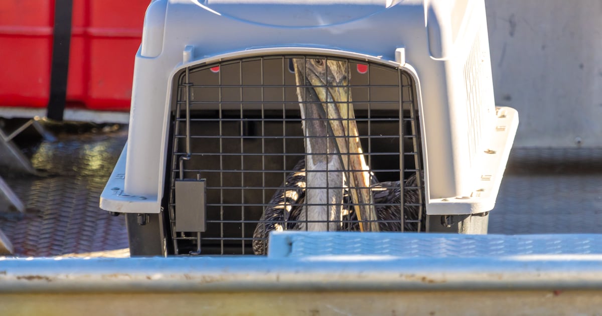 2 pelicans rescued after escaping their enclosure at the Pittsburgh Zoo