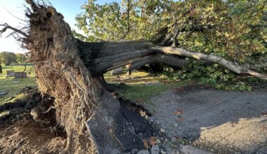 Giant 245-year-old oak tree falls in Shaler cemetery