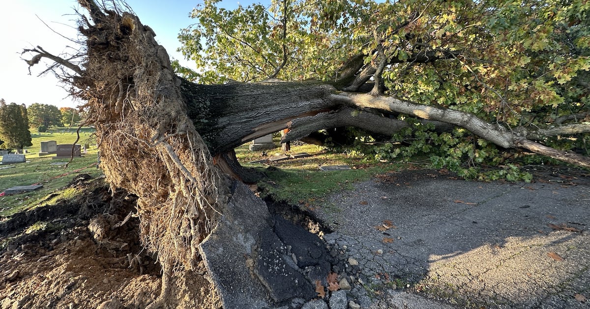 Giant 245-year-old oak tree falls in Shaler cemetery