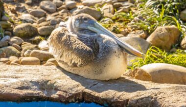 Pittsburgh Zoo CEO promises changes after pelican escape