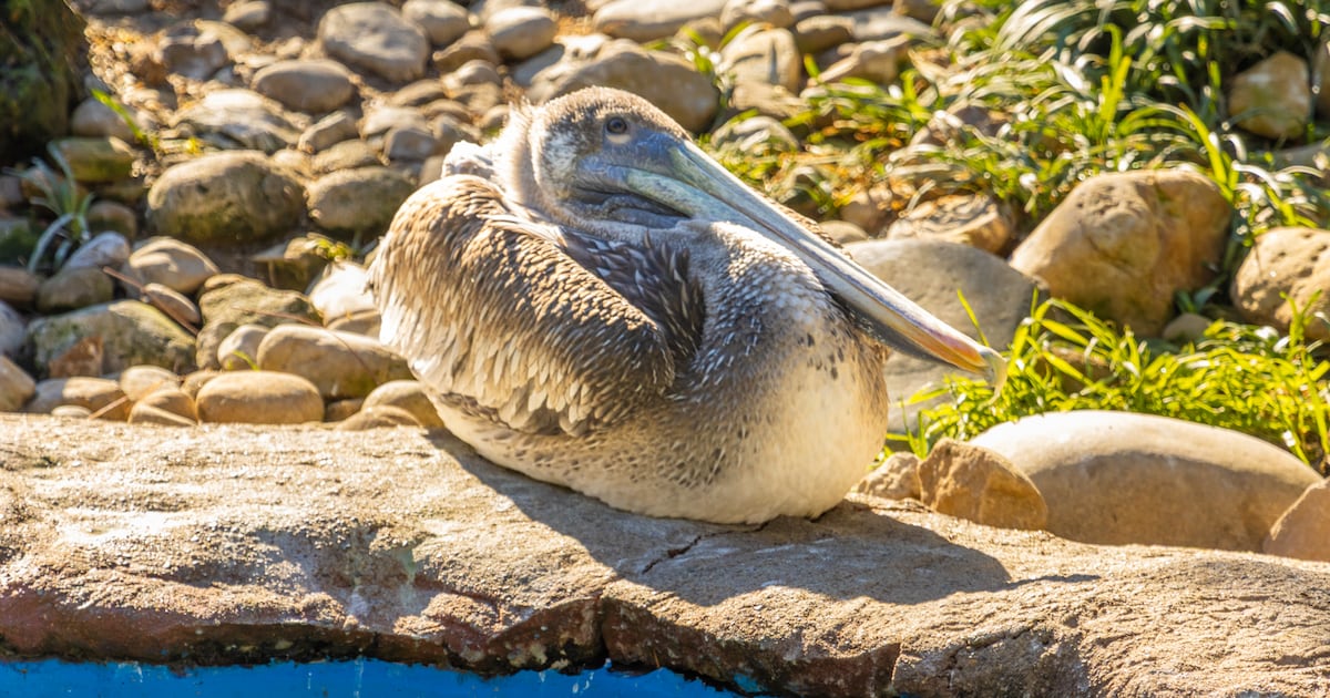 Pittsburgh Zoo CEO promises changes after pelican escape