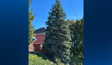 Pittsburgh picks 113th City Hall Christmas Tree