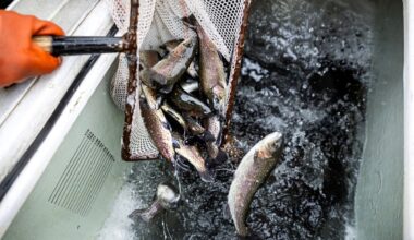 Pennsylvania anglers can expect nearly 115K trout stocked this fall