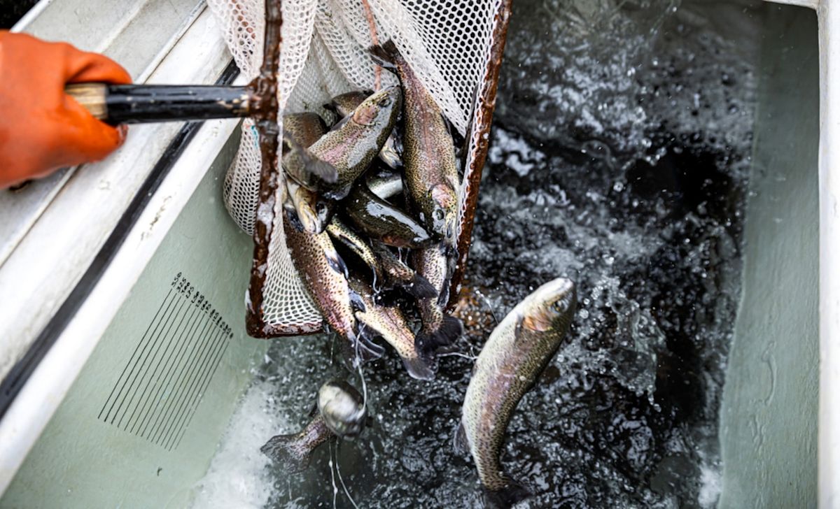 Pennsylvania anglers can expect nearly 115K trout stocked this fall