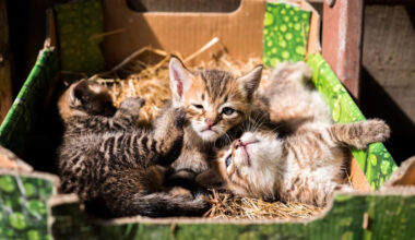 3 kittens were dumped in a Pennsylvania rescue’s donation bin — volunteers say resources are ‘very stretched thin’