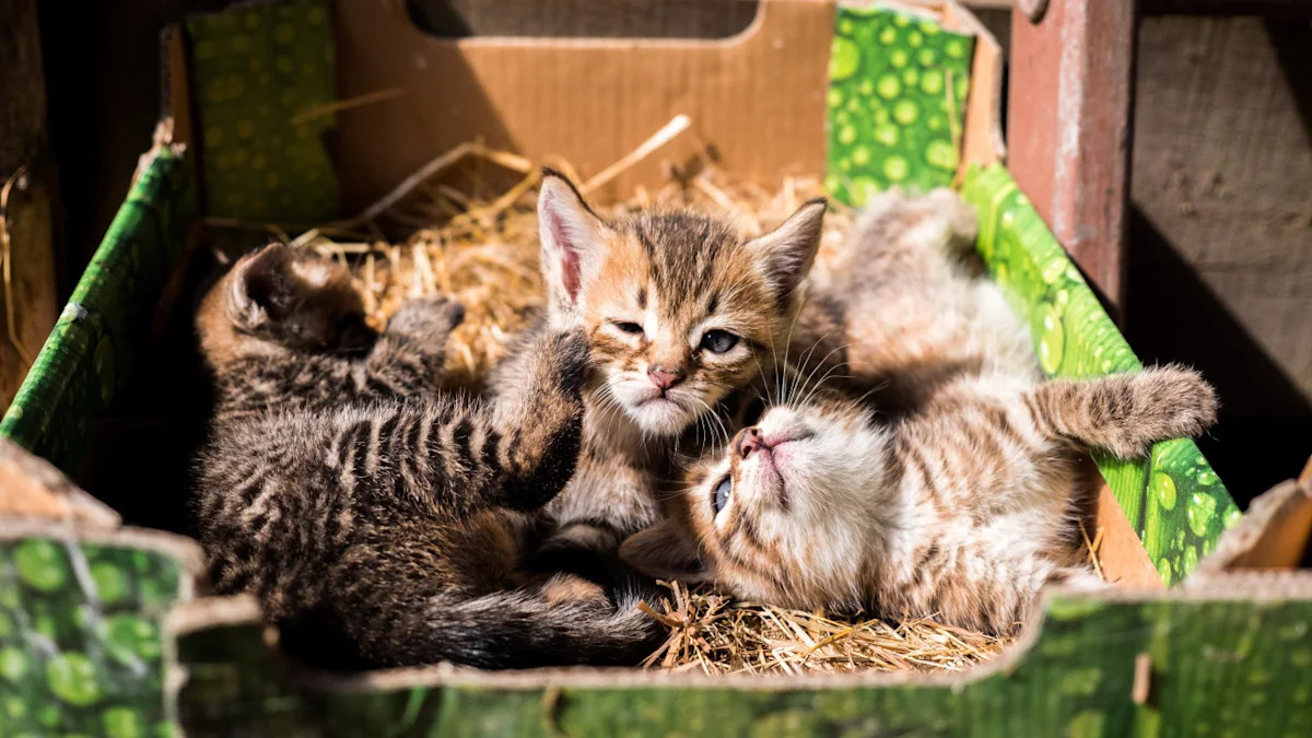 3 kittens were dumped in a Pennsylvania rescue’s donation bin — volunteers say resources are ‘very stretched thin’