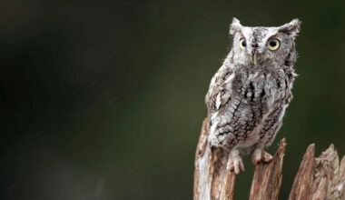 Pennsylvania screech owl rescued from frigid pool heads back to the wild with 'big personality'